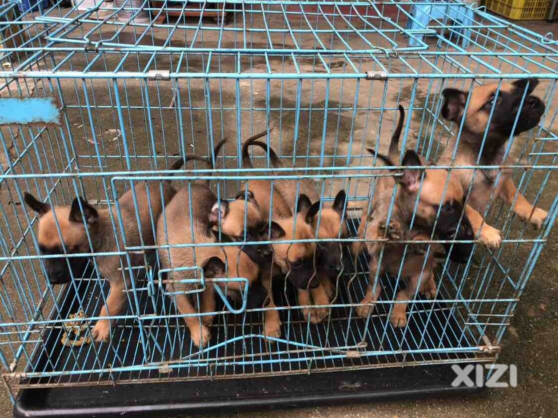 小马犬满月啦