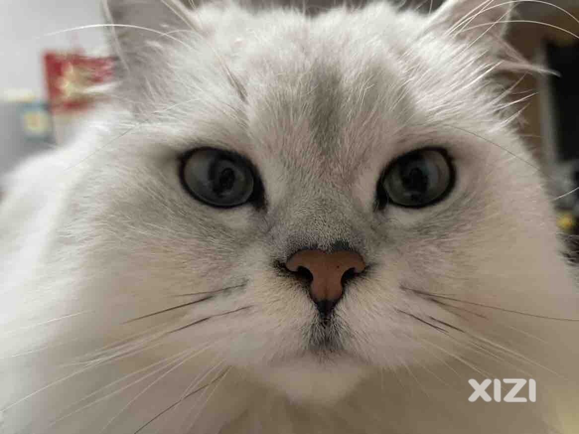 小猫咪