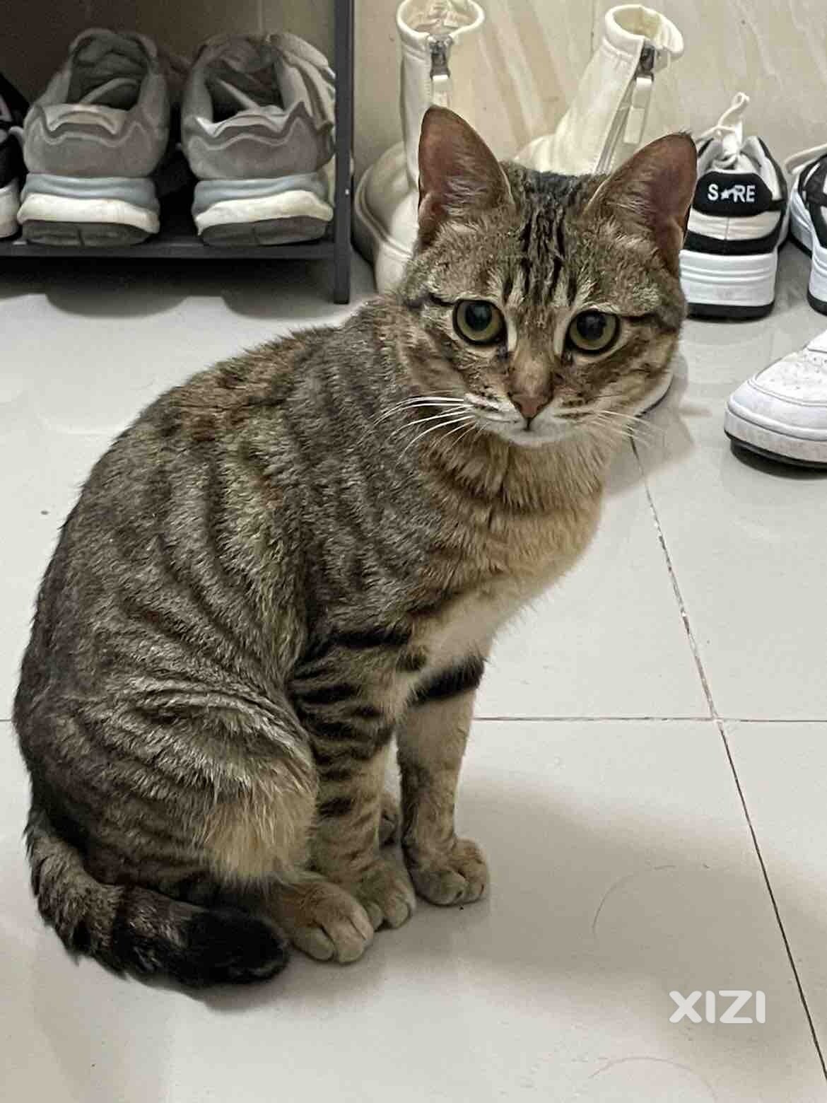 有没有人想养猫猫