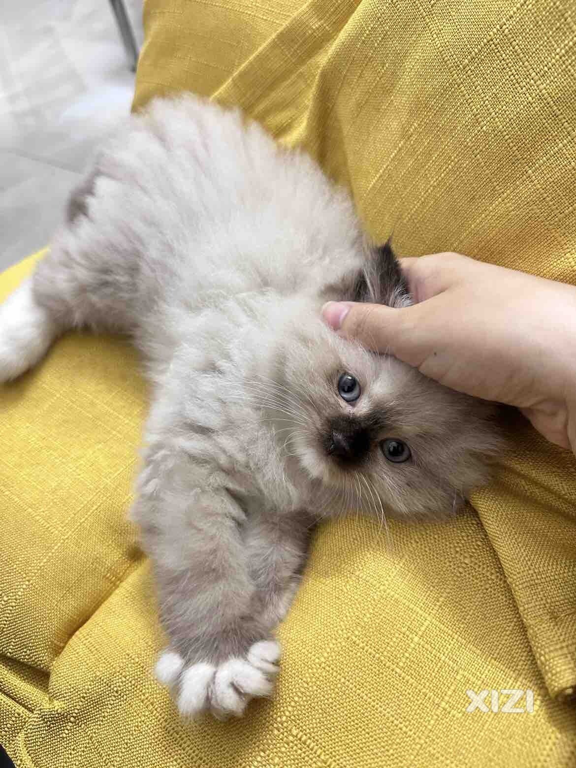 有没有好心人收留小布偶猫一周