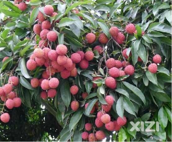惠城区内哪里有摘荔枝的地方？