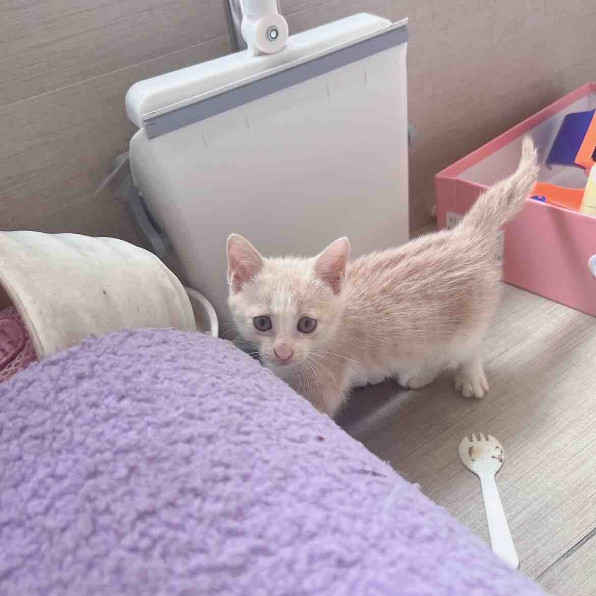 猫咪找主人
