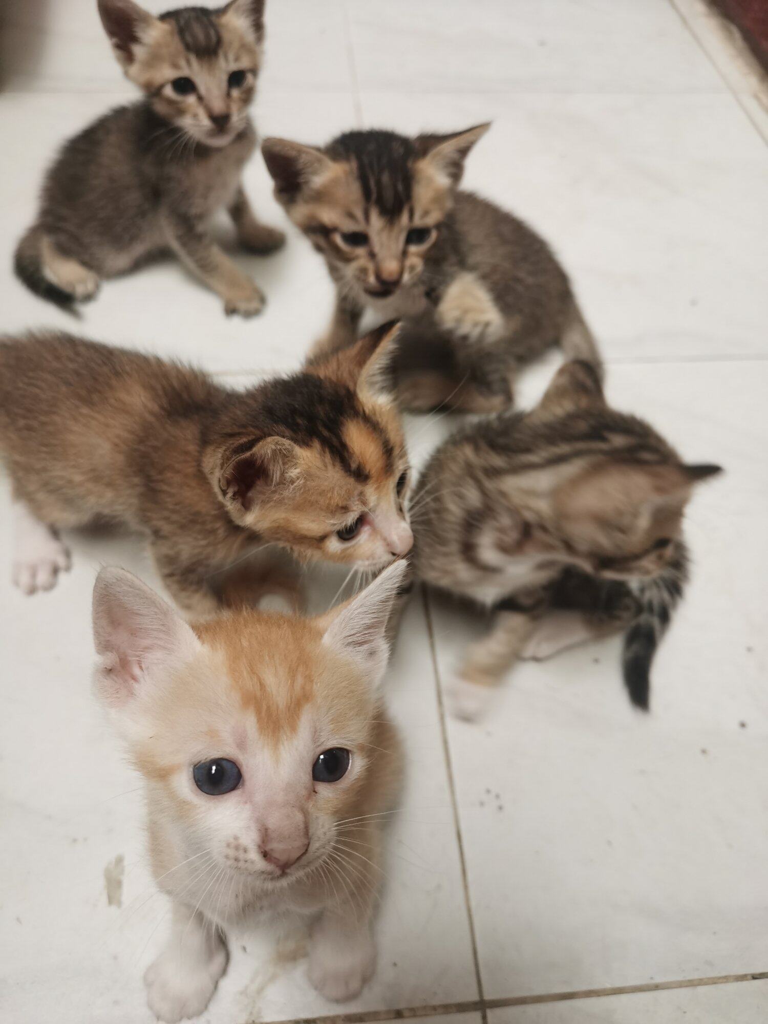 家养小奶猫出月了，会