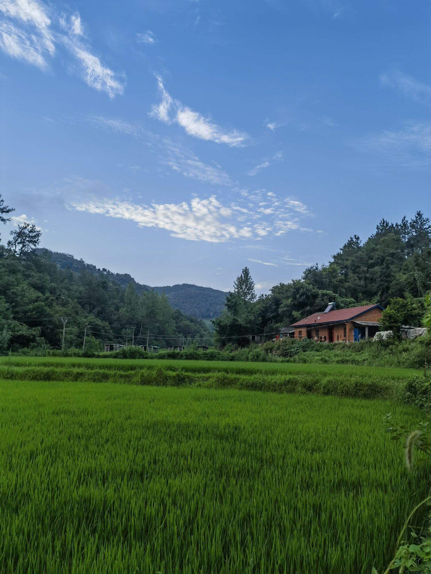 绿油油