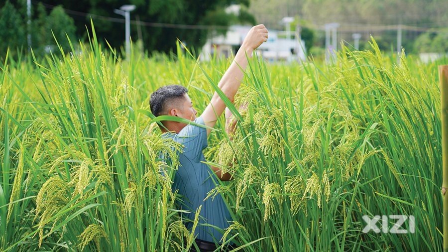 “身高”2米！亩产1800斤！“巨型稻”在龙门试种成功