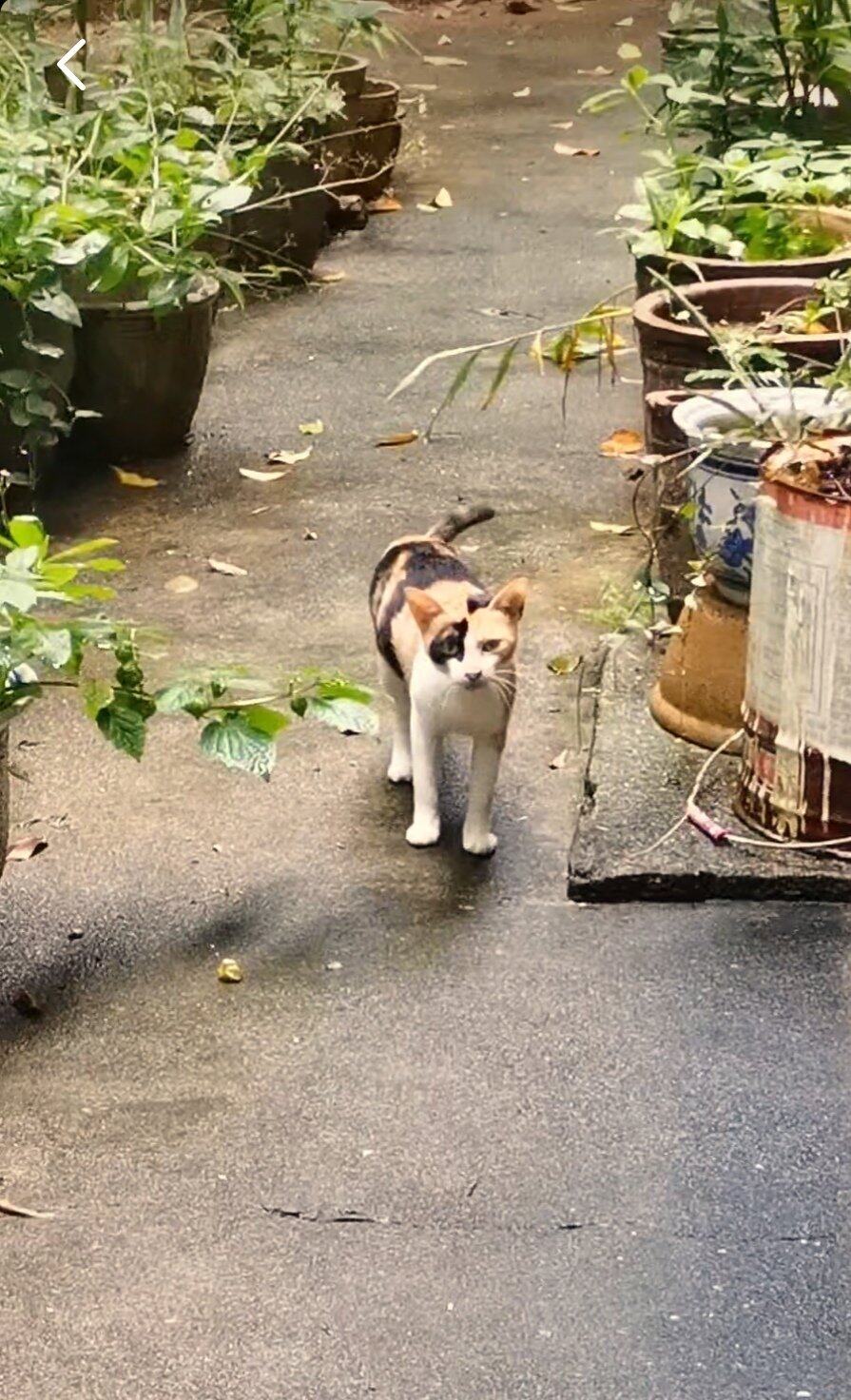 乖巧三花猫咪找领养