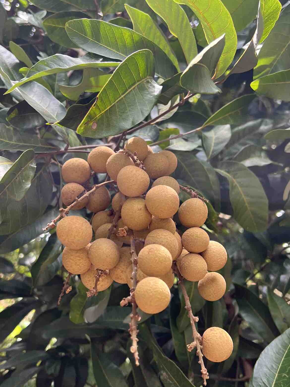 夏之味～