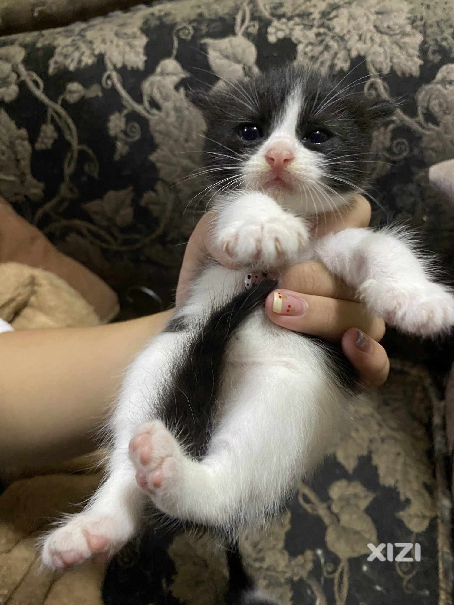 领养猫咪