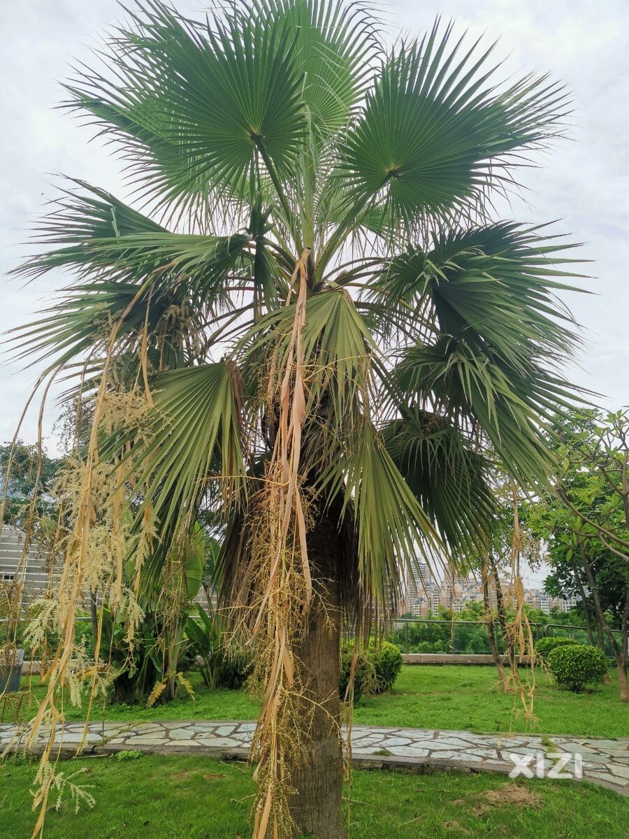 丝葵“老人葵”的花·难得一见