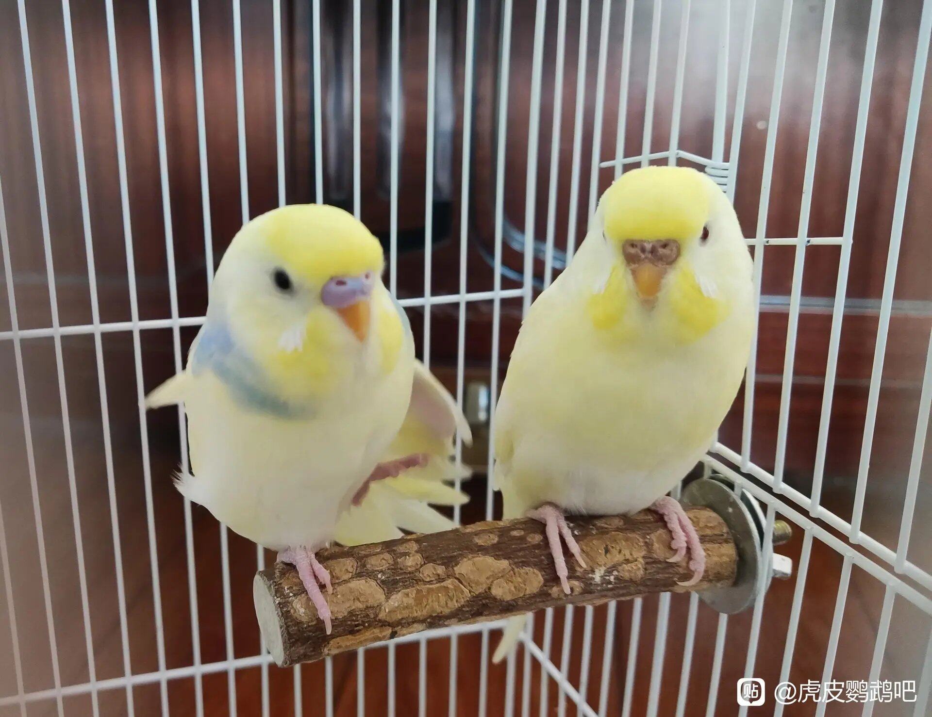 小萌鸡，随便养随便繁