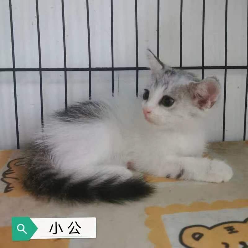 出售小猫
