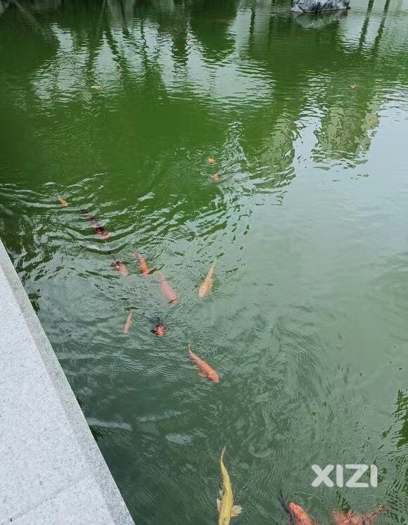 惠州的房价一直是个迷..