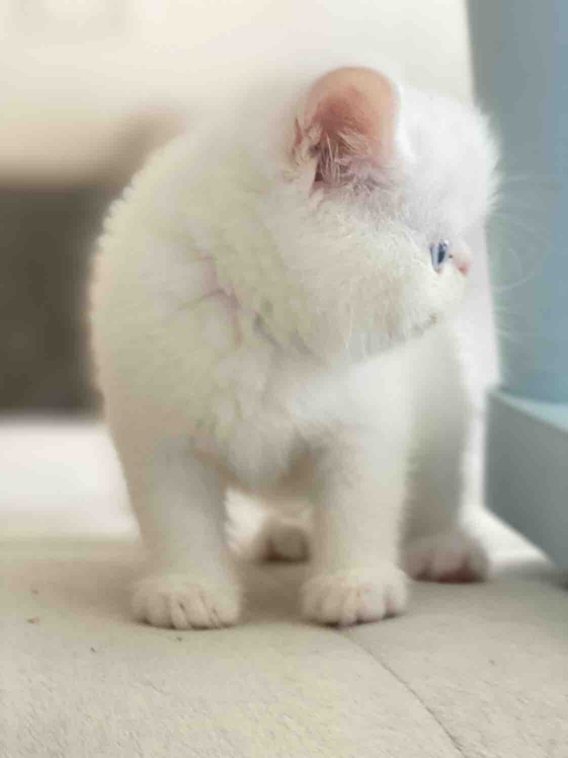 家养加菲猫5只出售