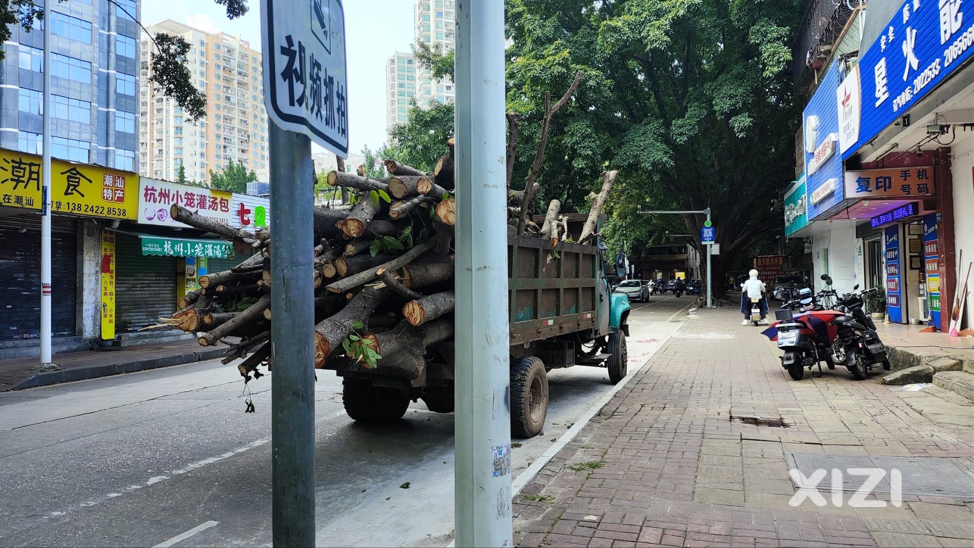 防台风剪树枝了