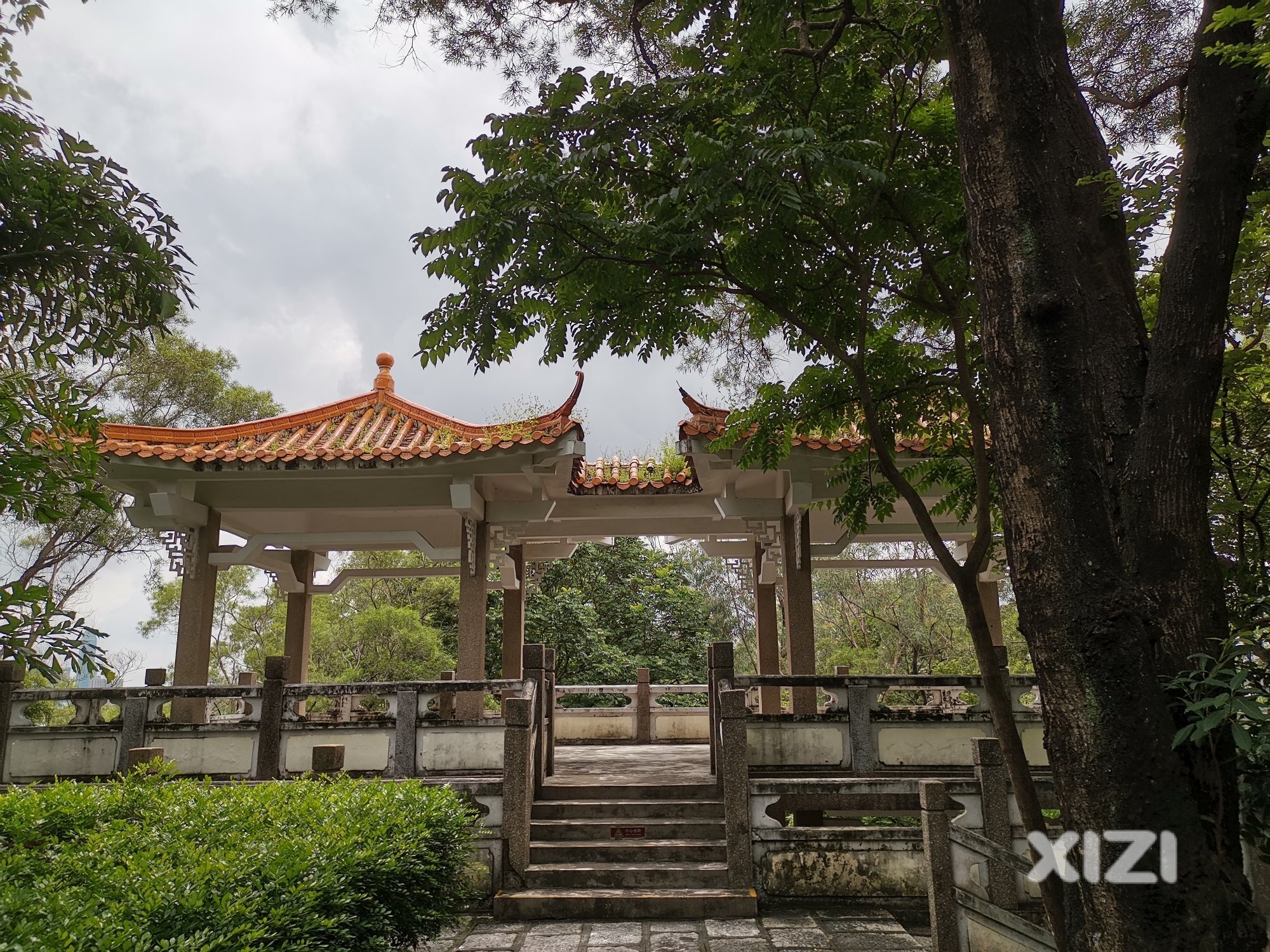 飞鹅岭需要打枝压冠是