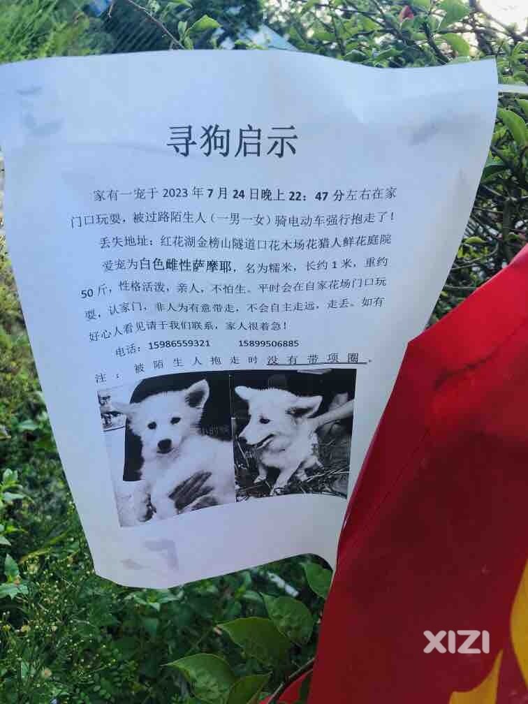 这年头，还有人喜欢狗