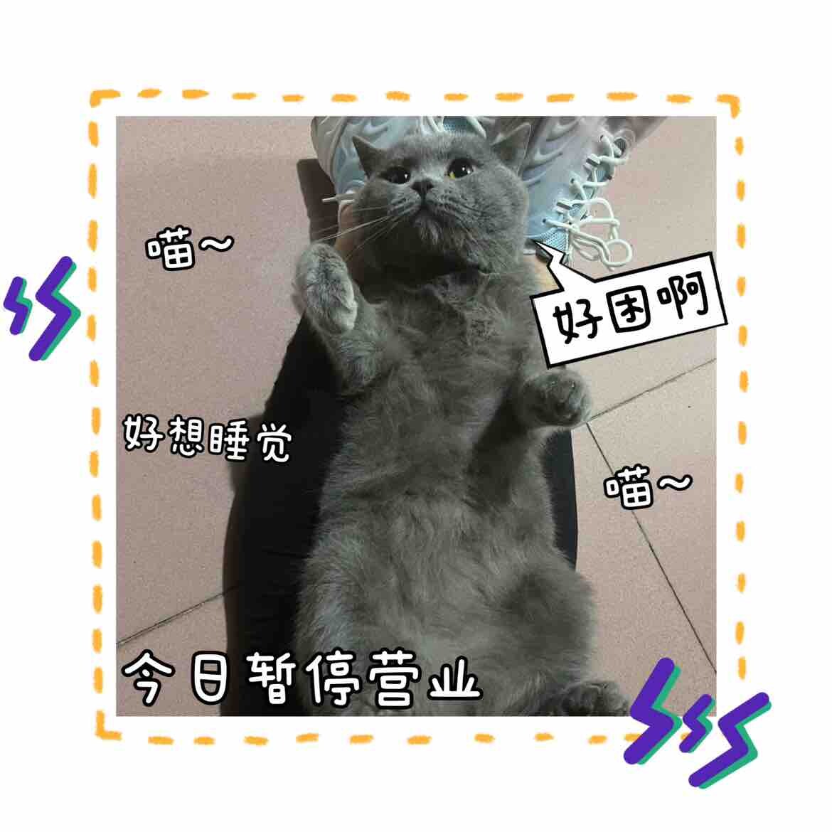 领养蓝猫
