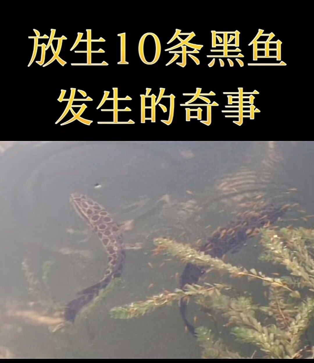 放生了十条黑鱼后发生的奇事