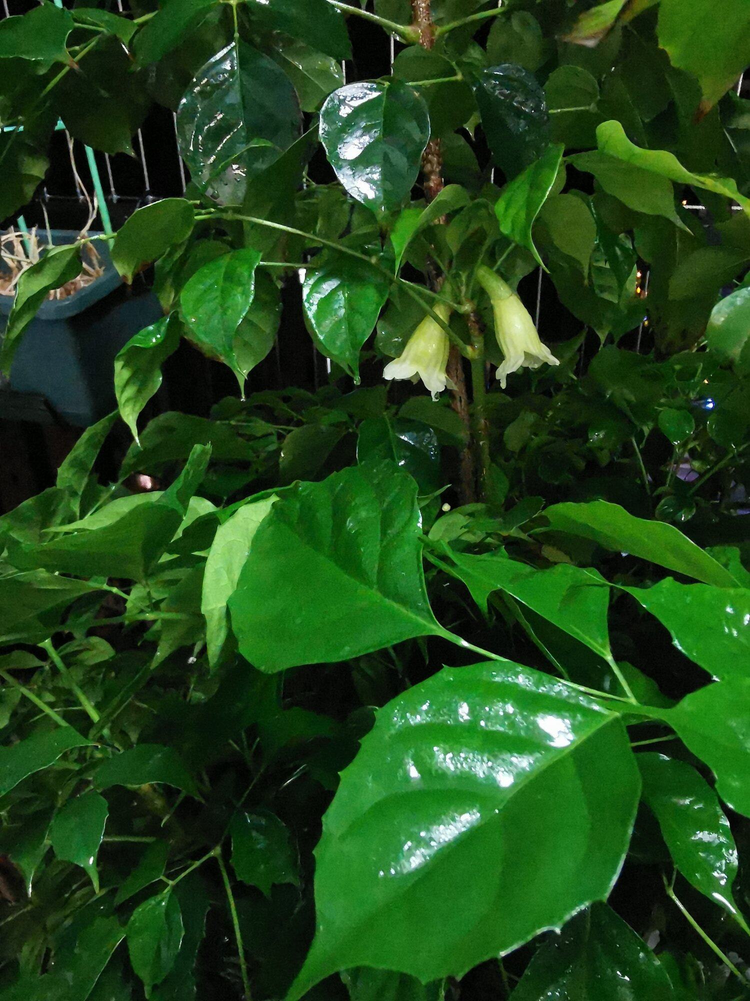 幸福花开