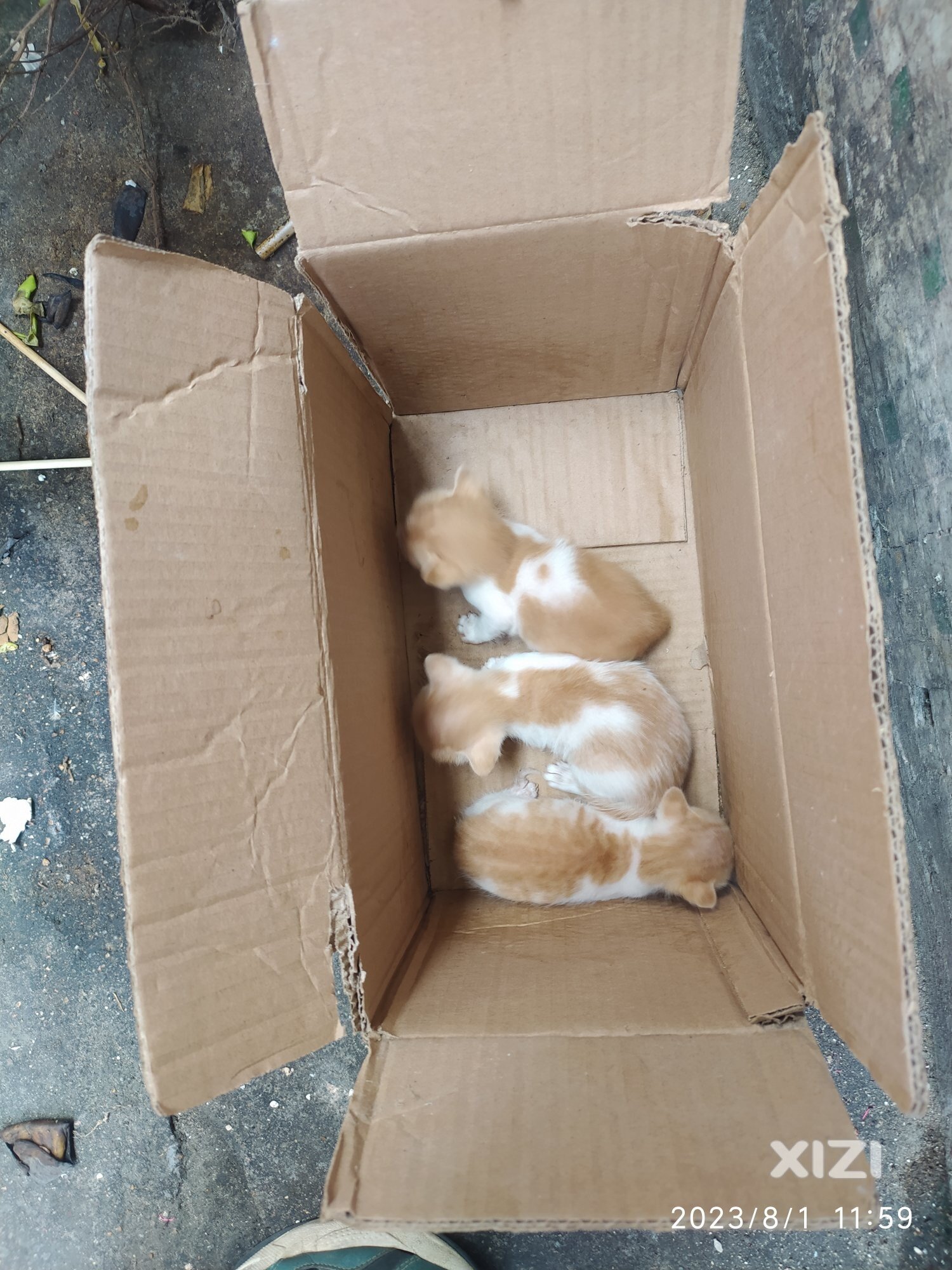南湖路正星药店正后面小巷，小猫