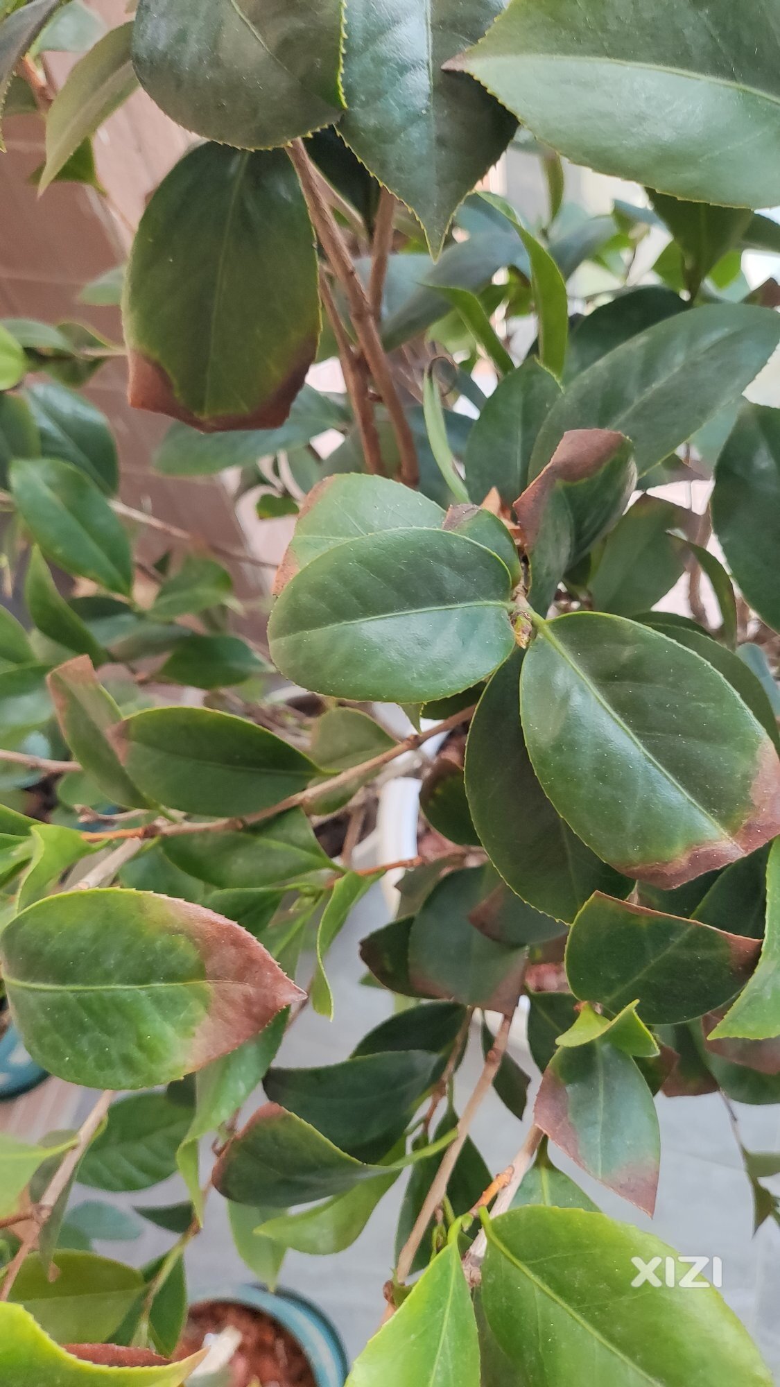 茶花树叶子枯了，怎么挽救它？