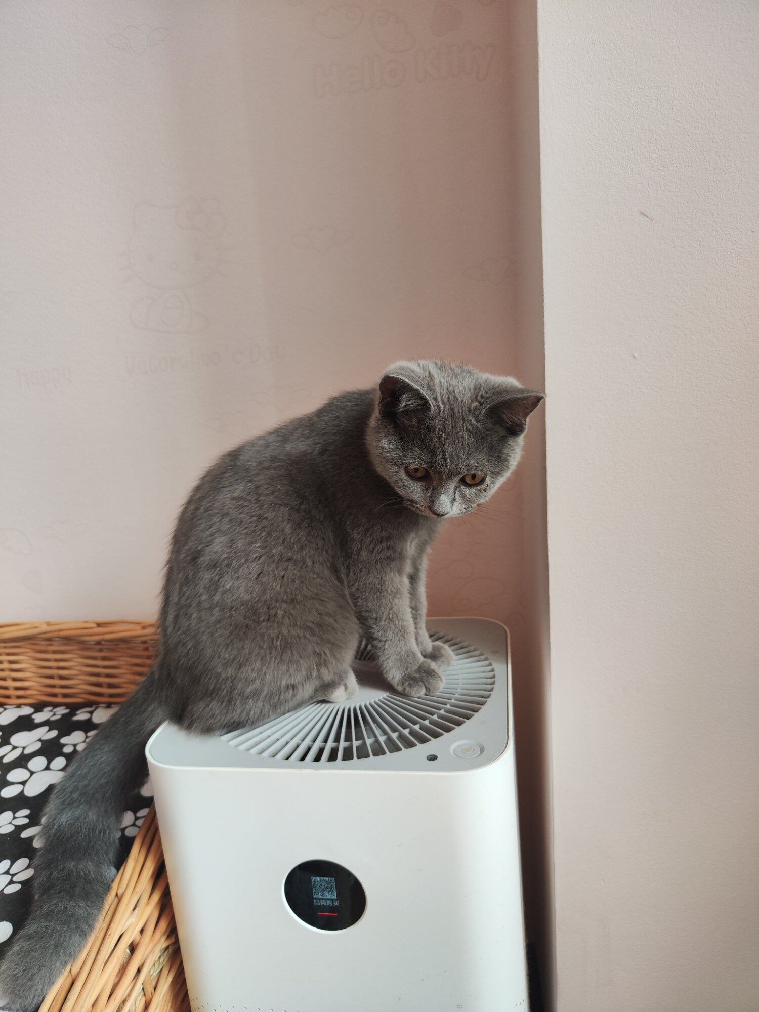 小猫免费送养