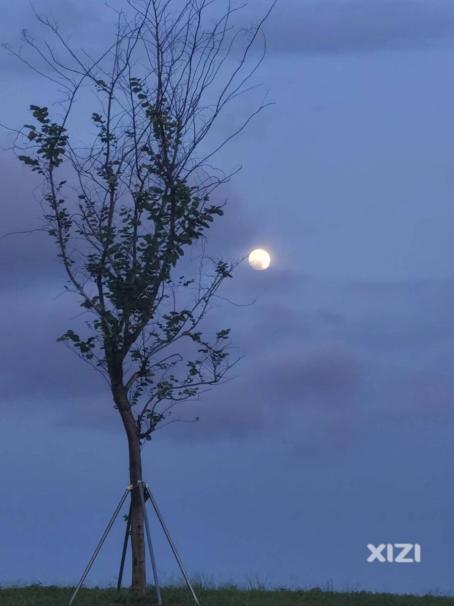 月上柳梢头