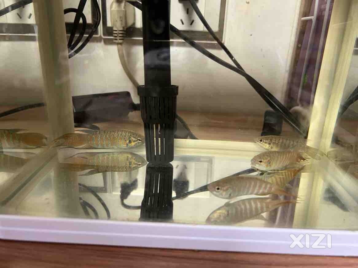 一窝鱼，准备长大，不知道怎么处理