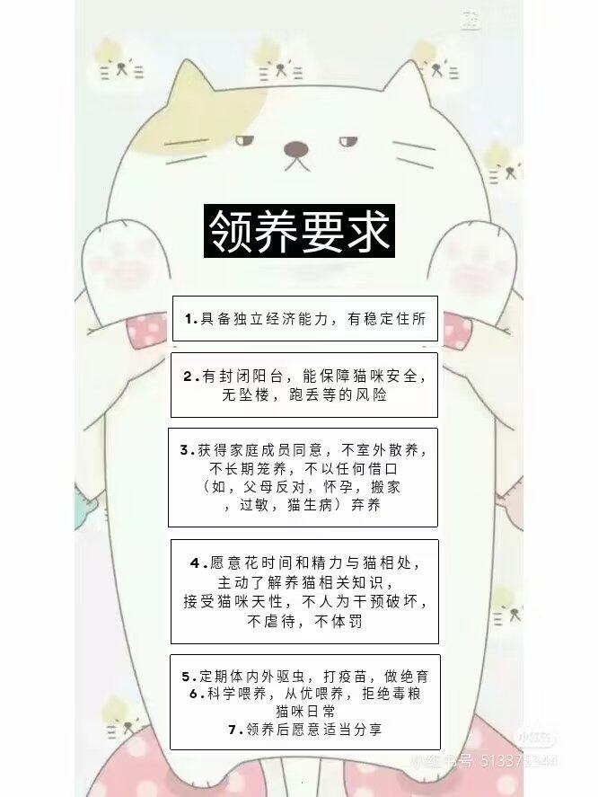 可爱的流浪猫咪找领养