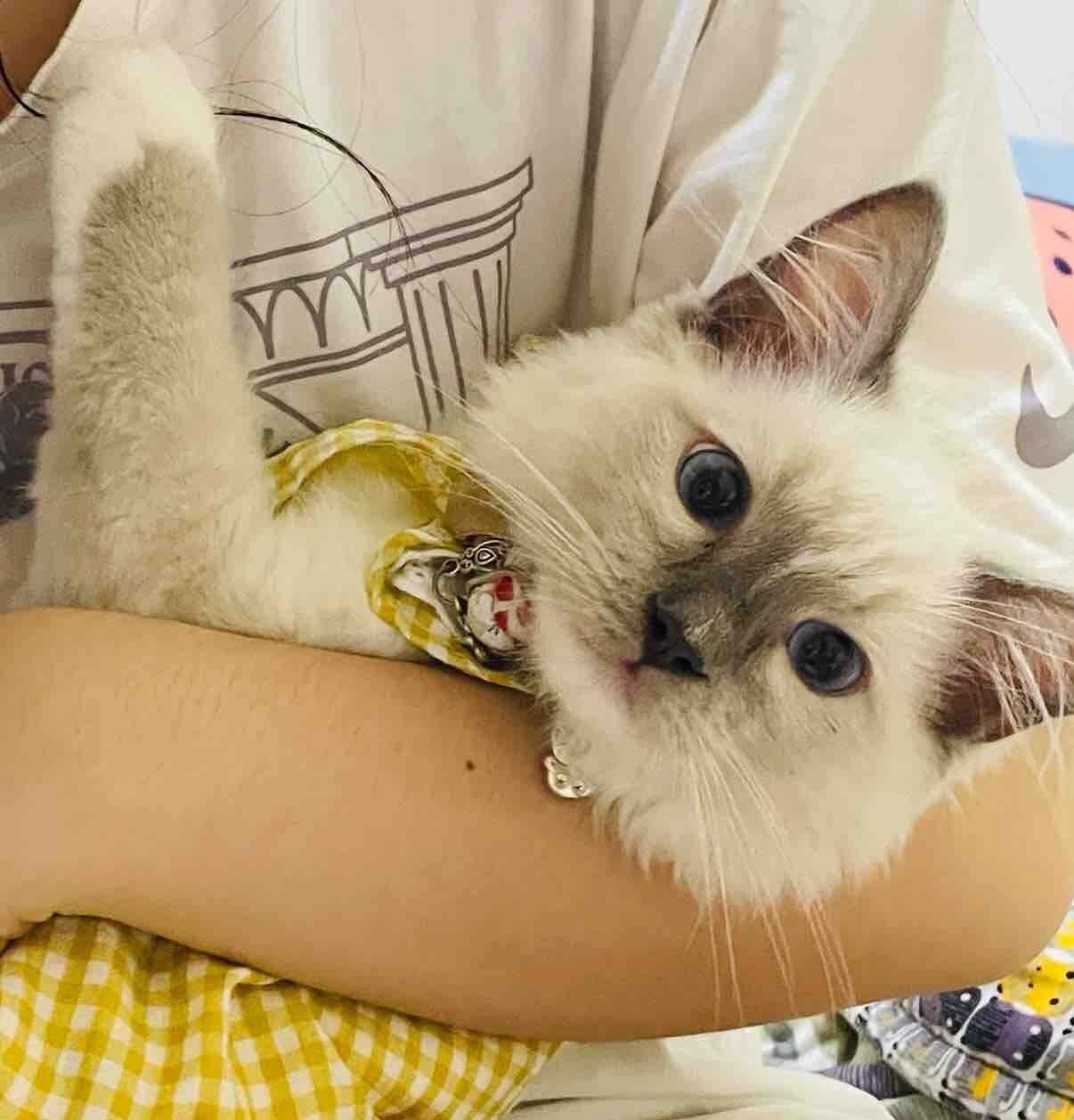 布偶猫找主人（领养）