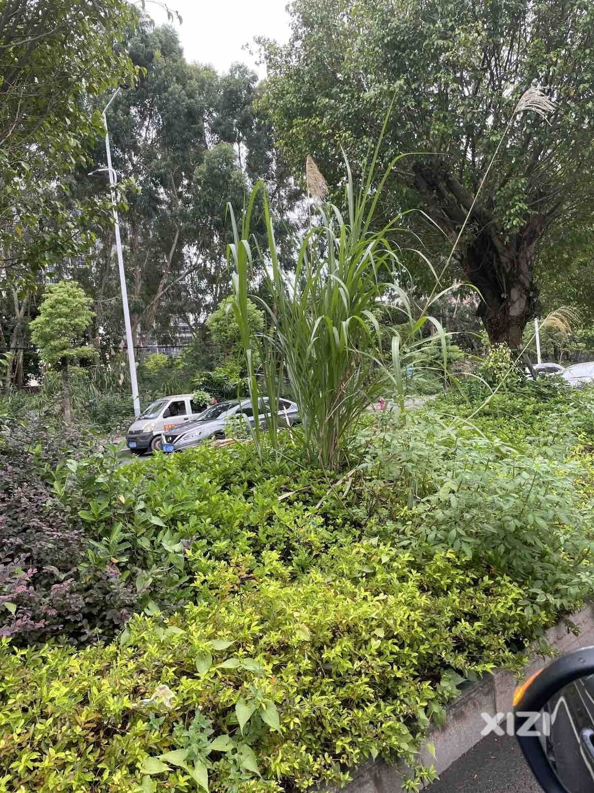 惠阳区仲恺路花坛里绿化水平堪比农村荒地现场