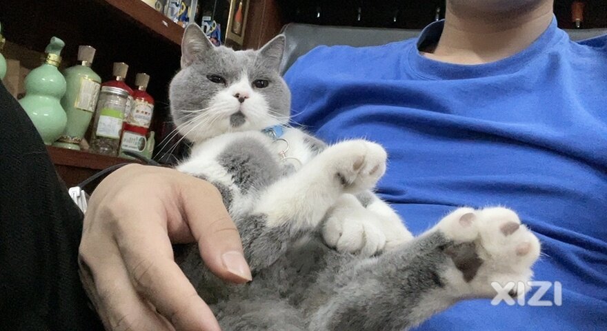 寻猫启示