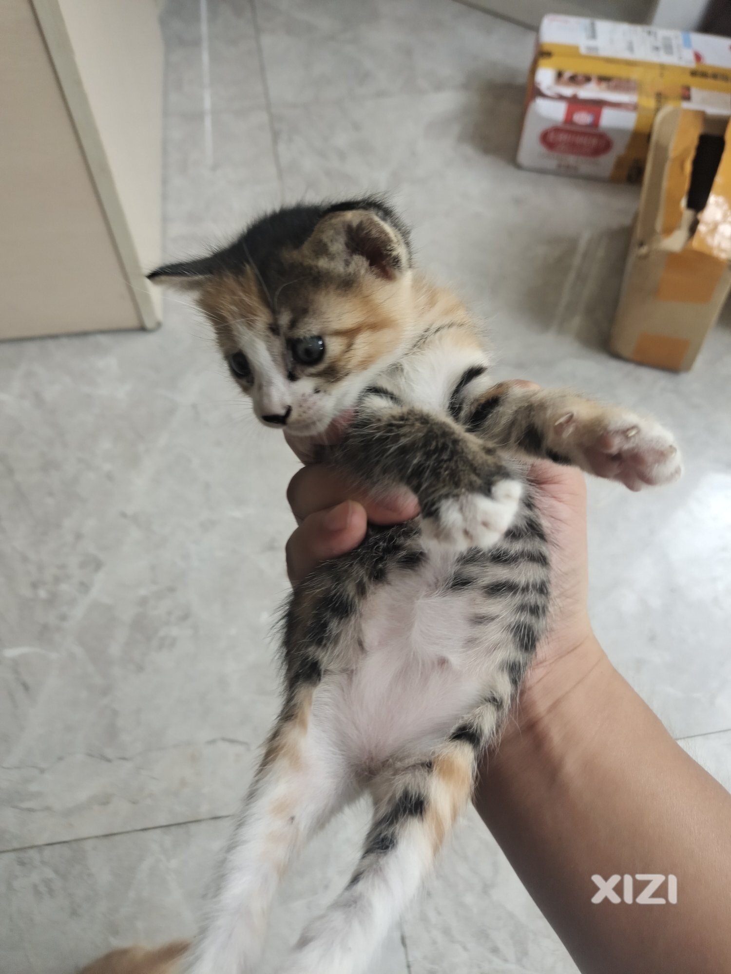 惠城区小猫找家人！