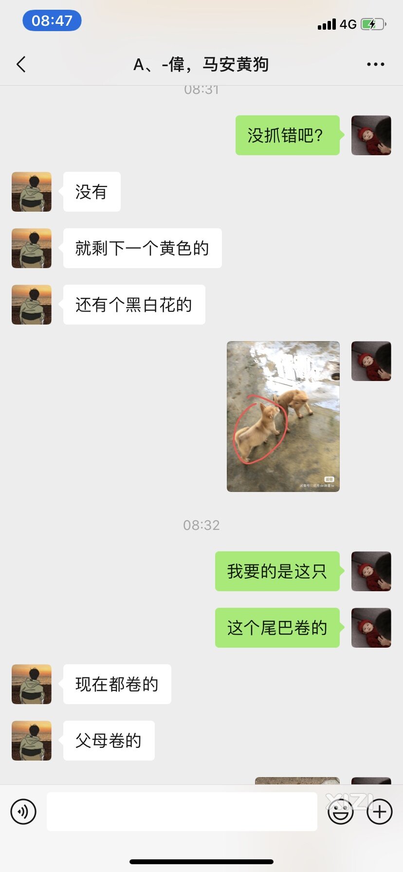 买狗避坑，马安新乐这人真的坑