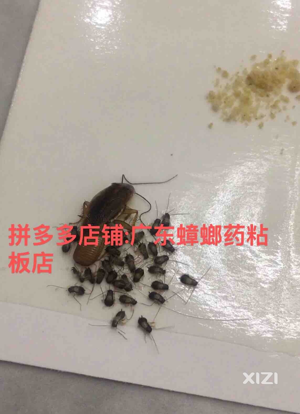 有见过蟑螂生崽的吗？