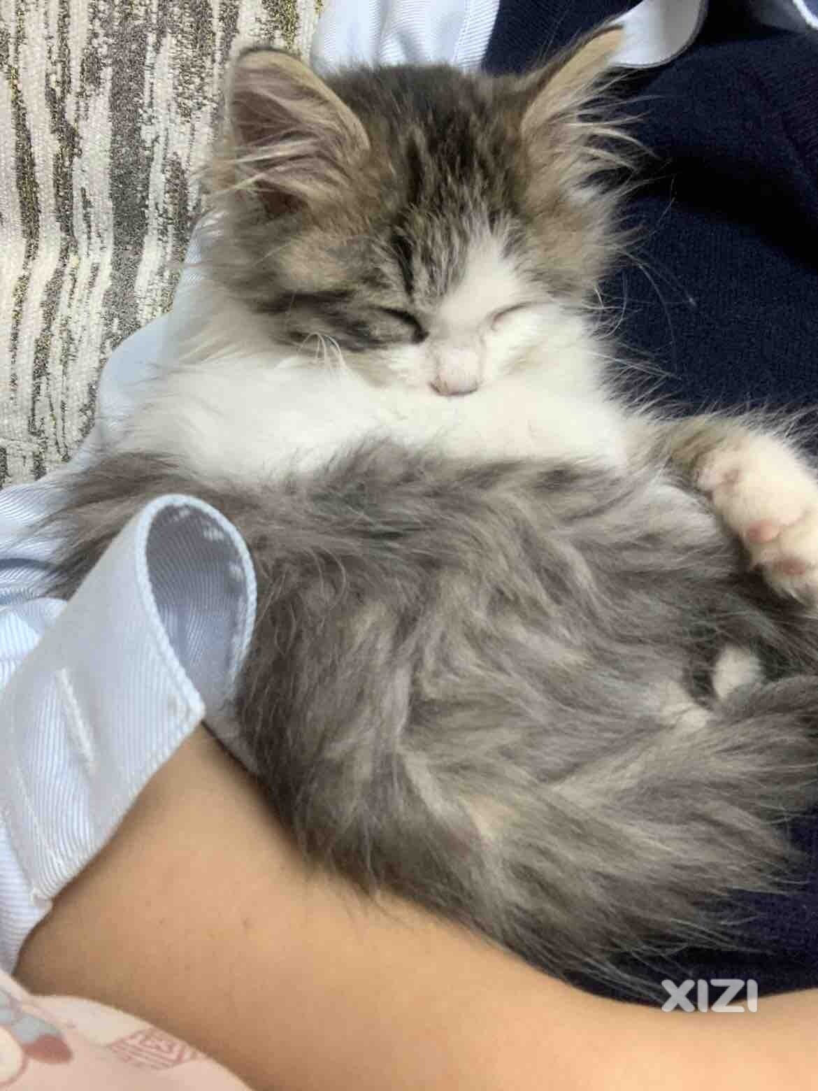 猫咪领养