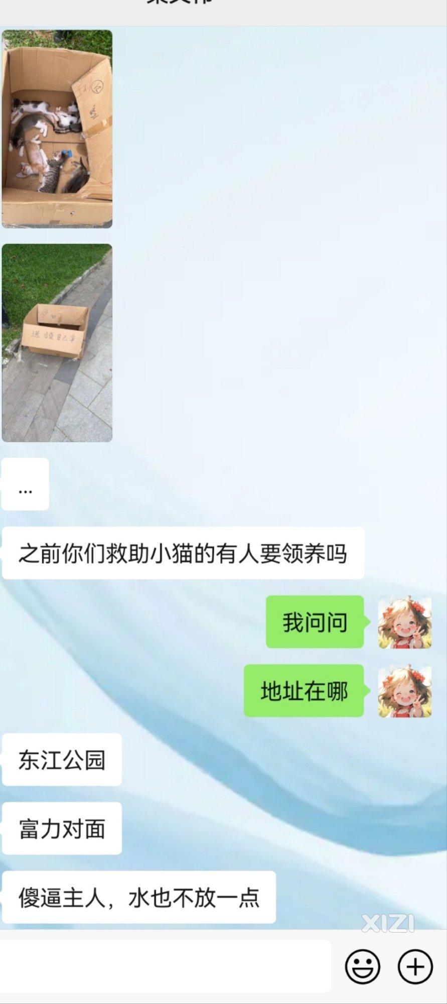 东江公园被遗弃的小猫寻求帮助