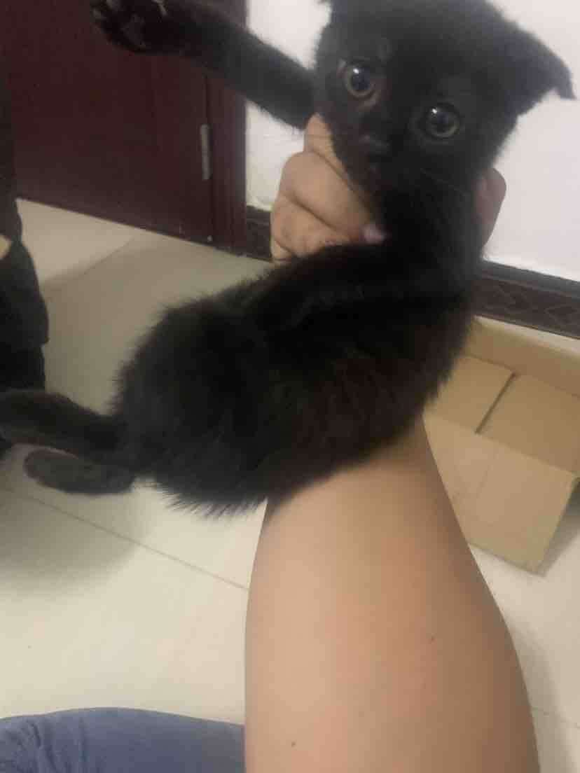 免费送猫