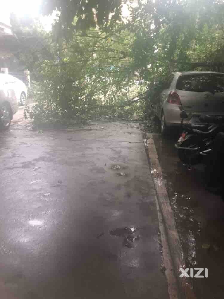 暴雨树倒了