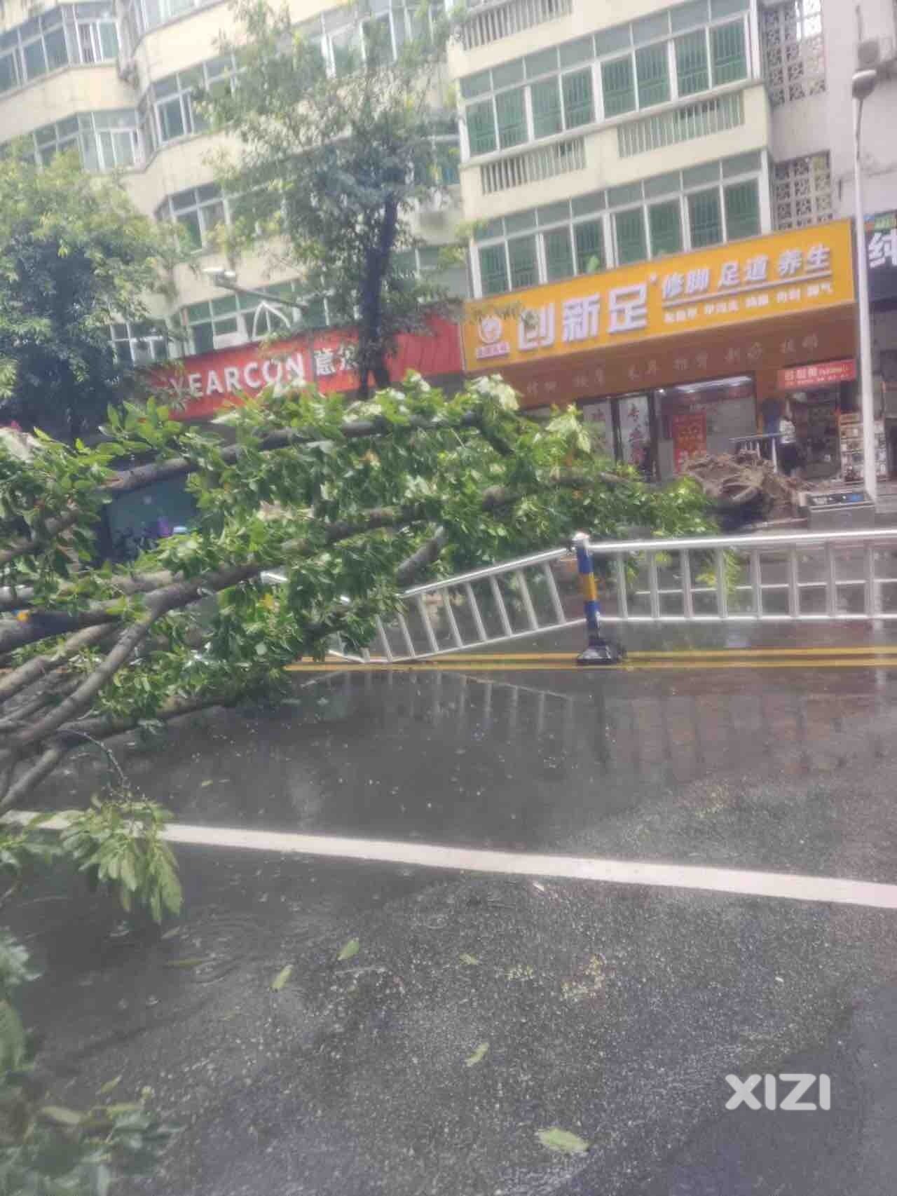 南坛东路大树被刮倒在路中间，出行小伙伴请绕行