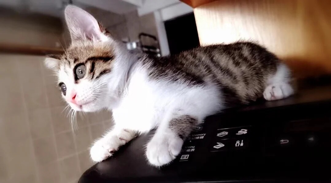 可爱小猫找领养~