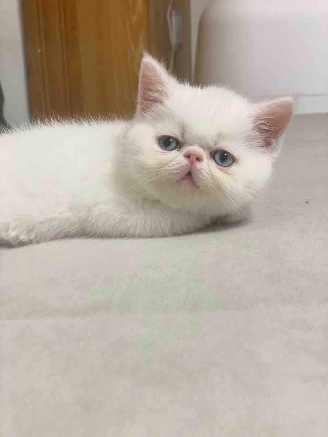 自家加菲猫宝宝找新家