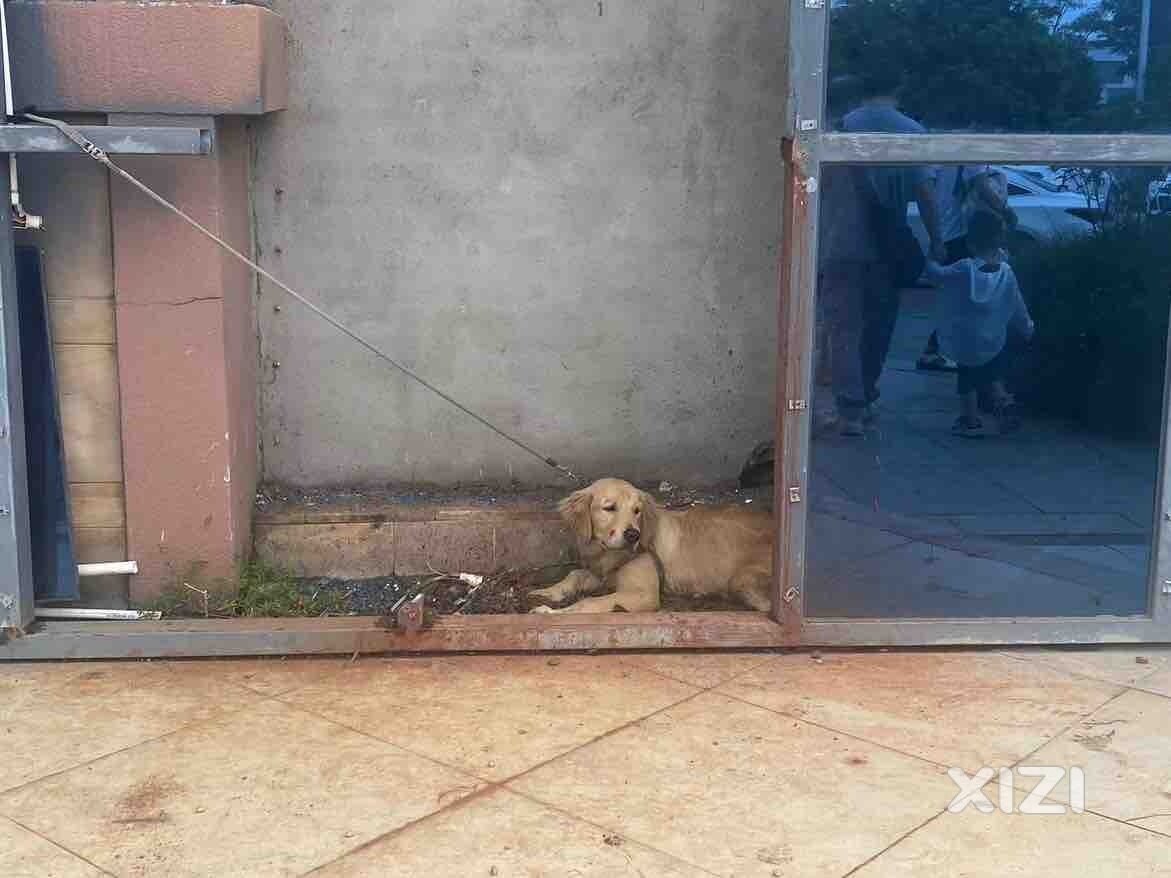 惠东国际新城这边有条金毛犬，好可怜哦在流血，希望有好心人救助收养