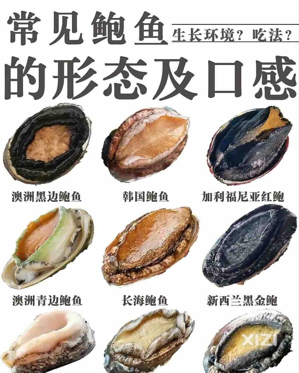七夕和鲍鱼