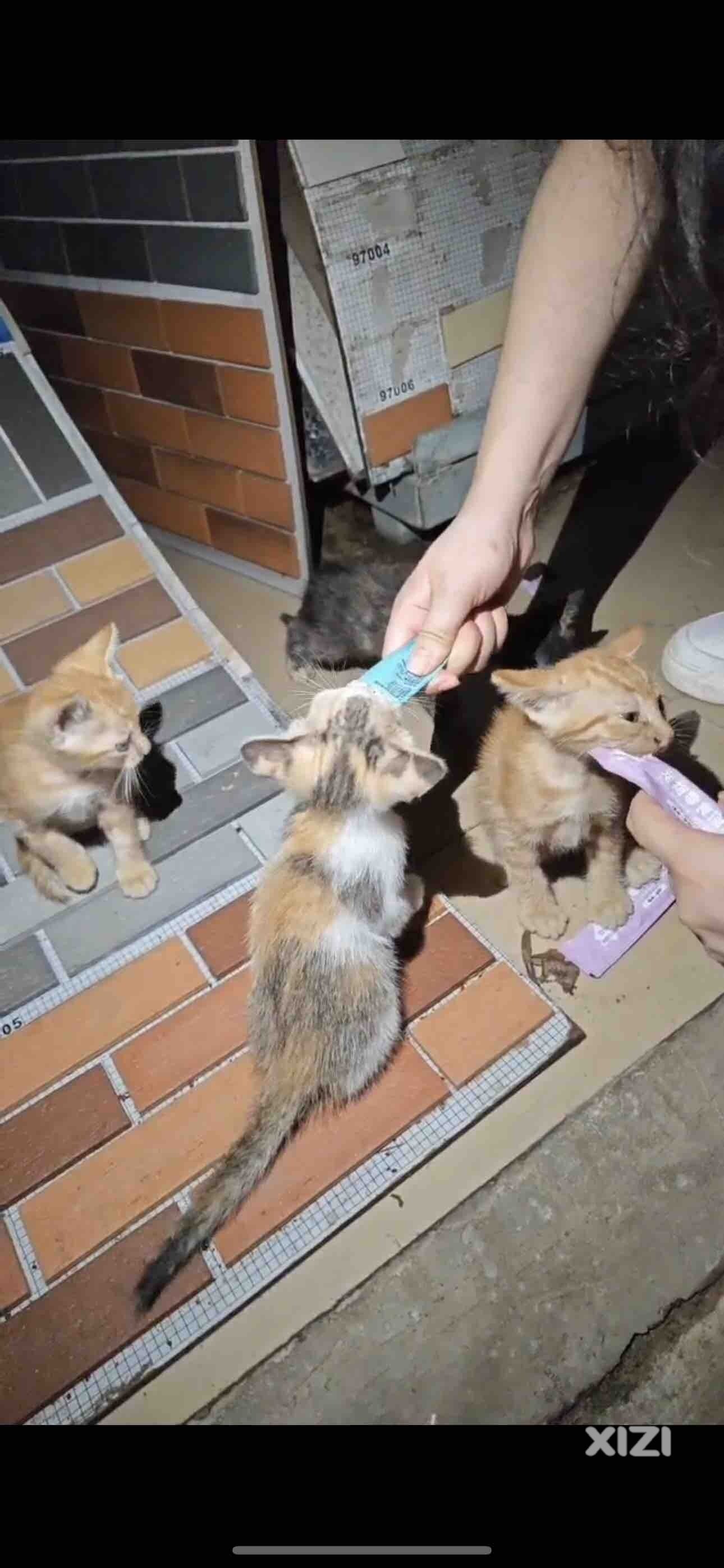 猫妈妈跑了，有免费领
