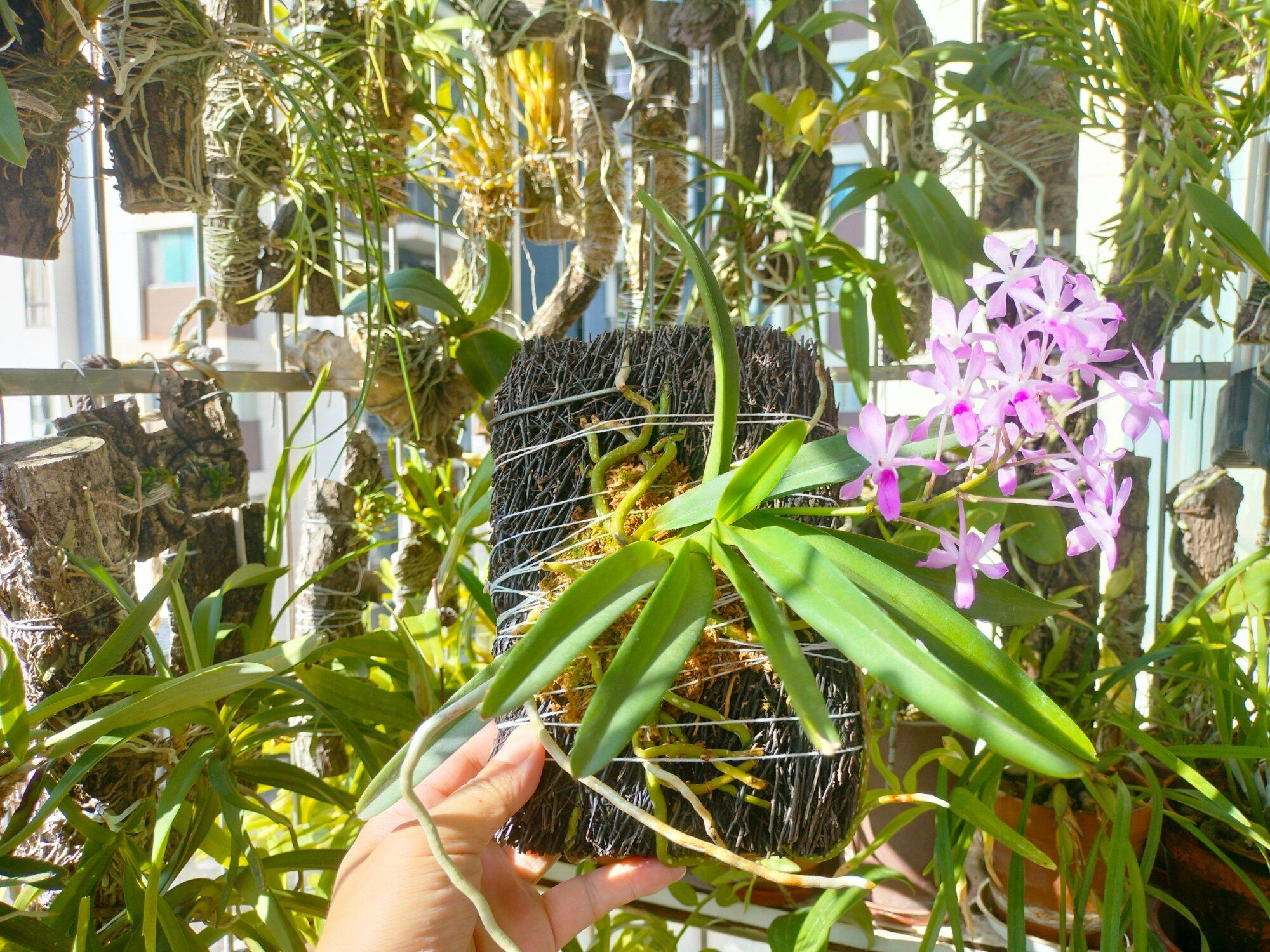红花风兰