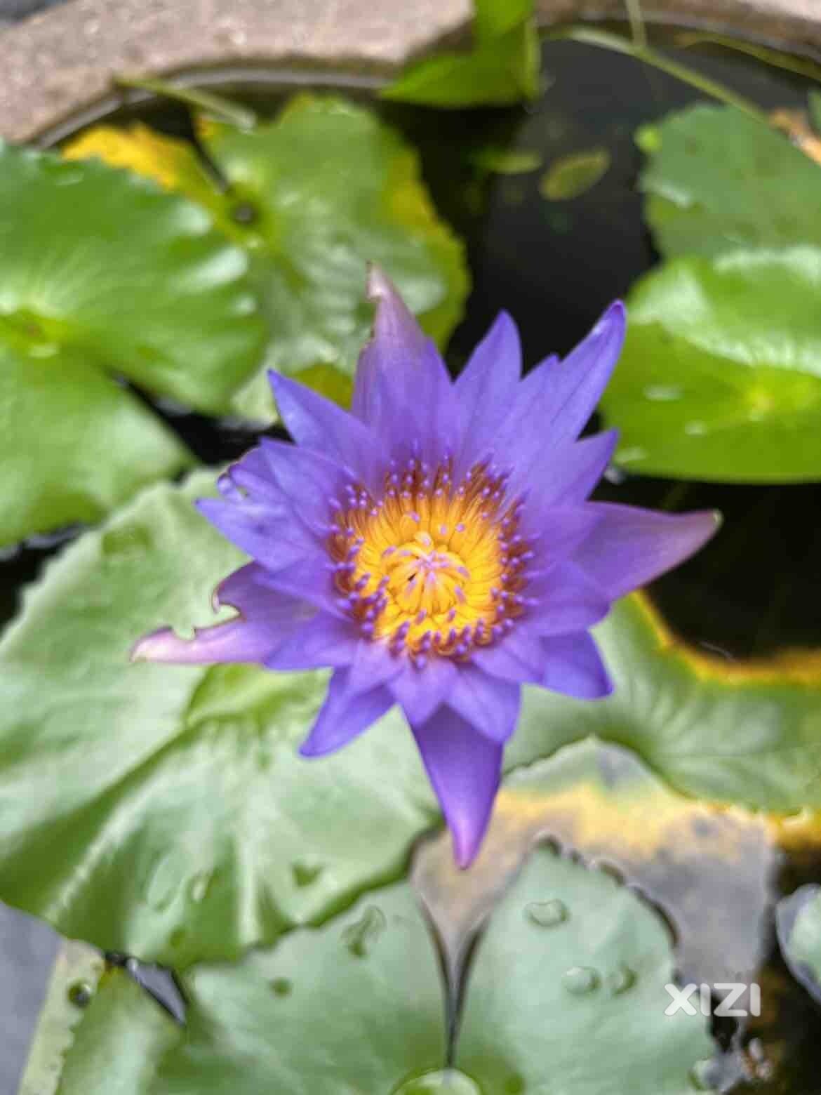 让花成花，让树成树…
