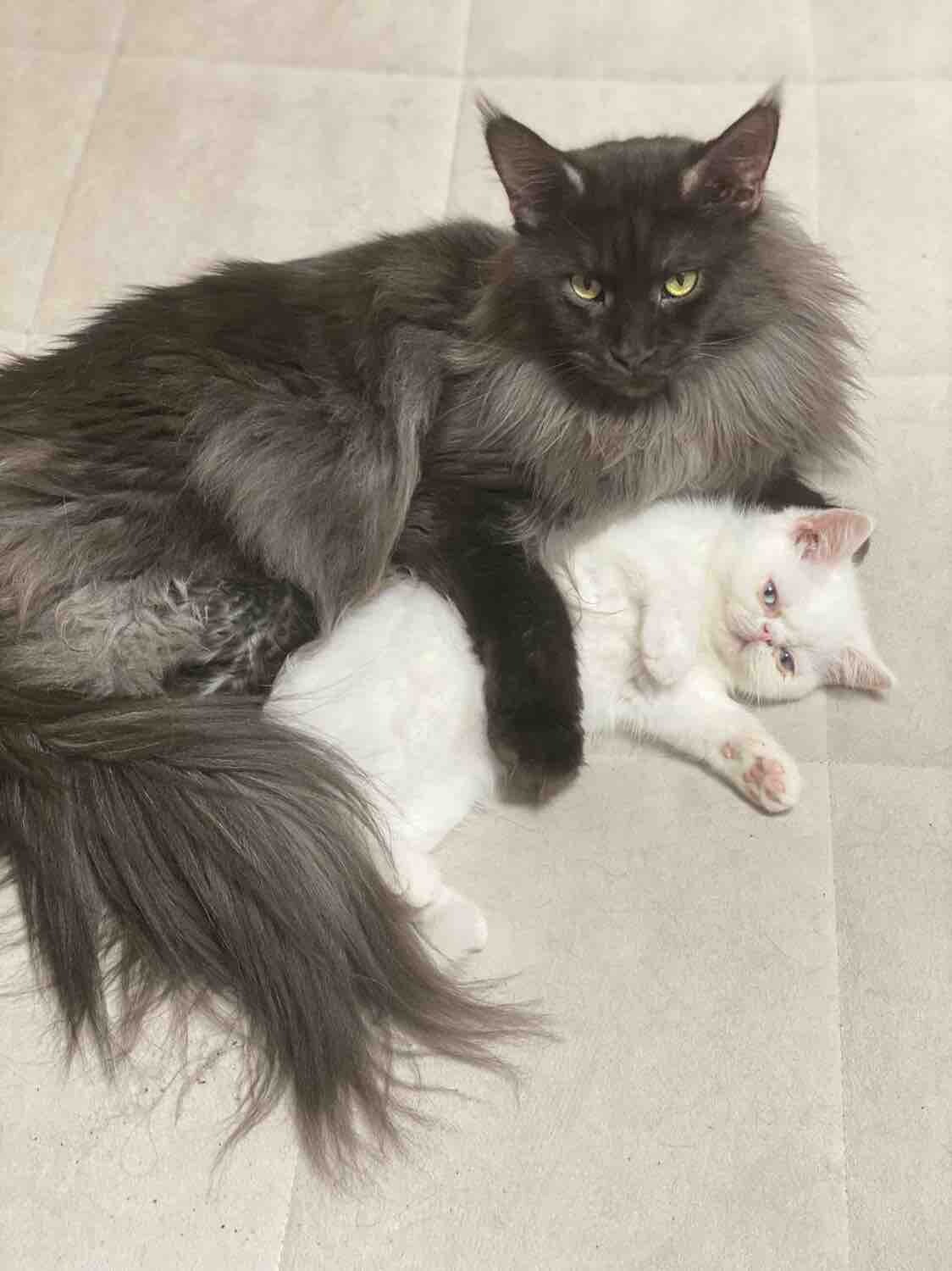 自家加菲猫（波斯猫）出售月底前接走可优惠