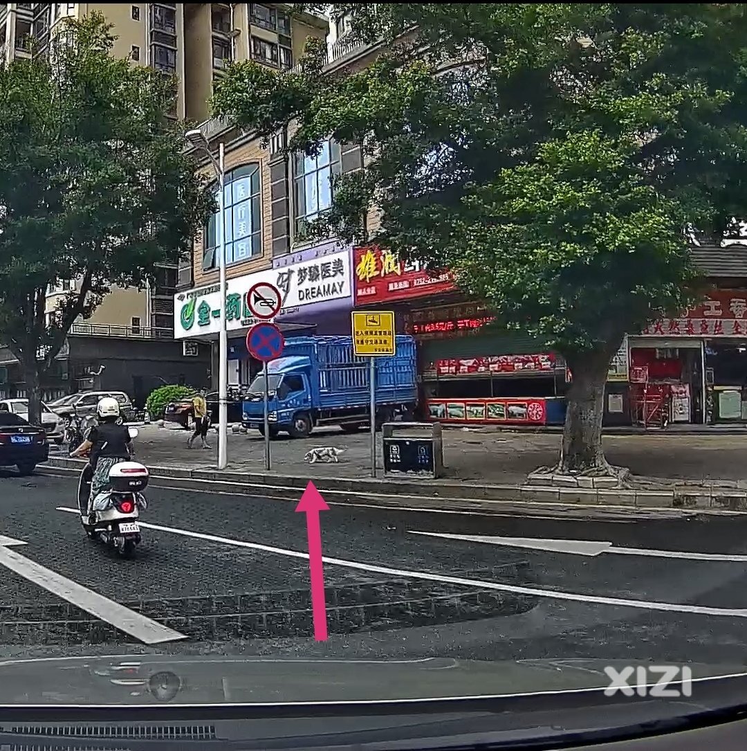 一只狗引发的祸事