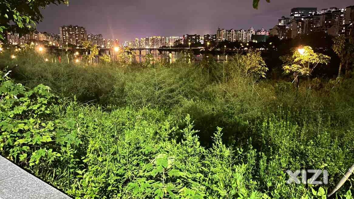 杂草野蛮生长的公园，没有交养护费？